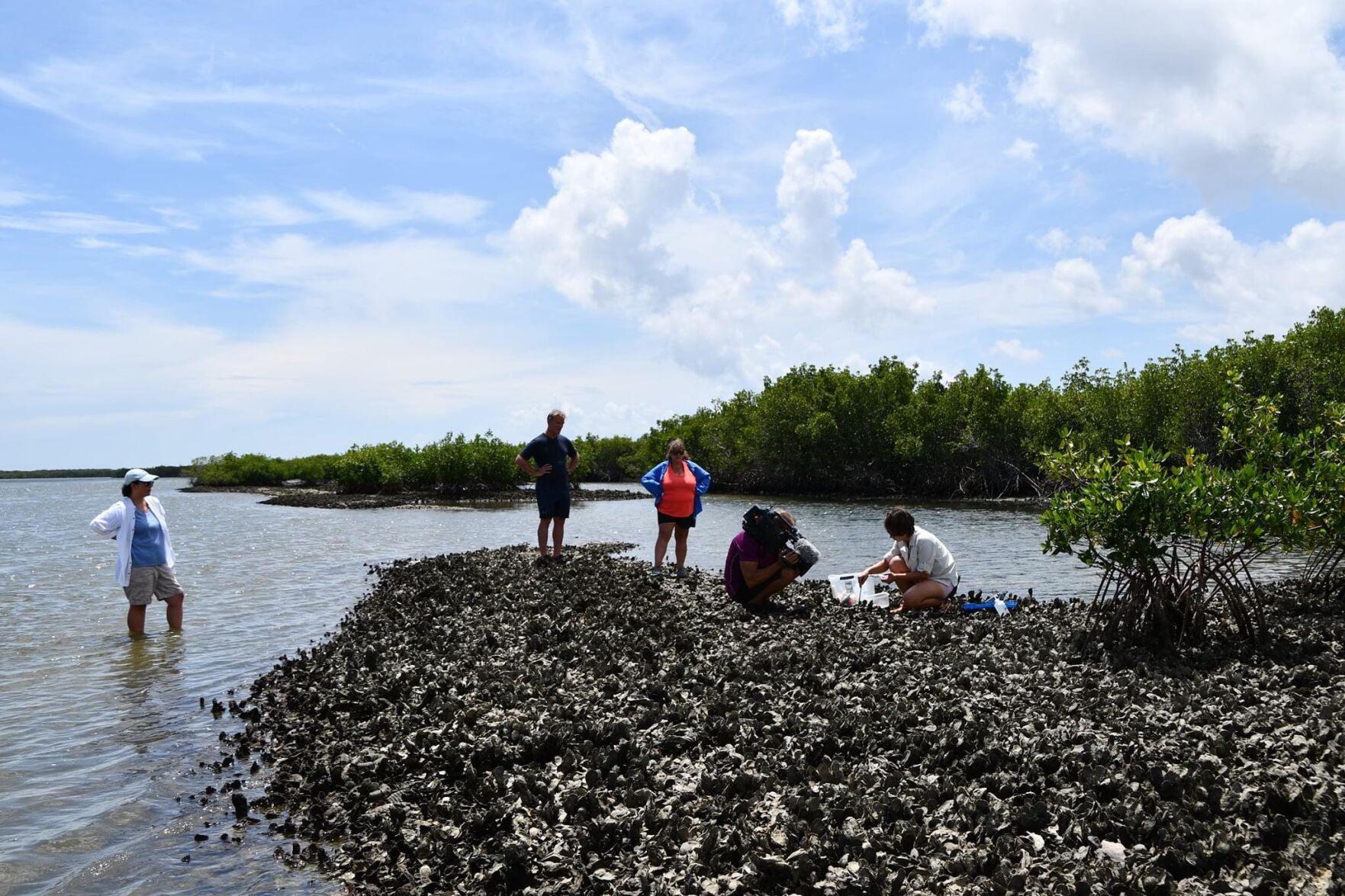 (this one!) UCF Biology Professor and her CEELAB team bring national attention to climate change along Florida's coastline
